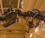 Dinosaur at Smithsonian Museum of Natural History.